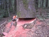 Falling Large Madrone