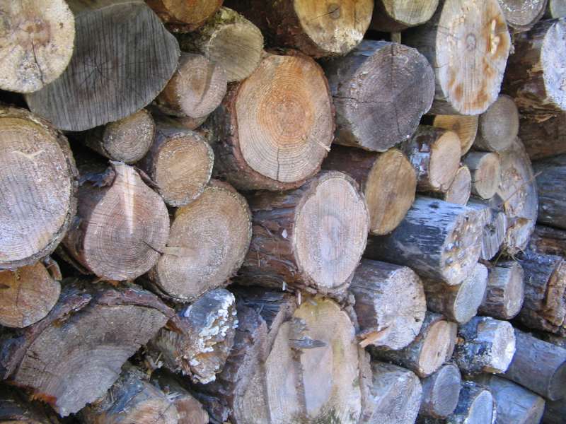 What is the Best Firewood to Burn?