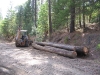 18-backhoe-logging