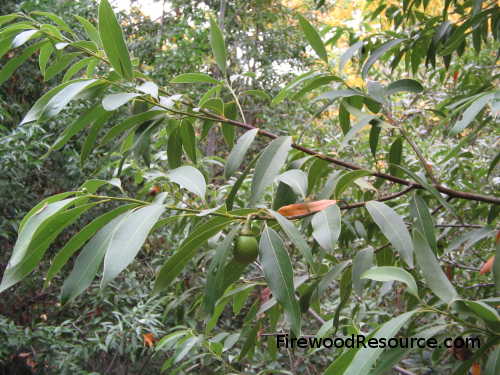 Pepperwood Foliage and Olive-Like Umbel