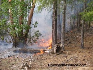 Forest Fire instal