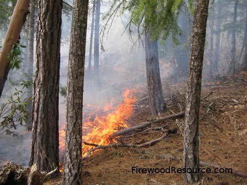 Controlled burns are intentionally set to clean up the forest.