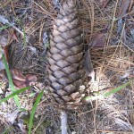 Sugar Pine Cone for Crafts
