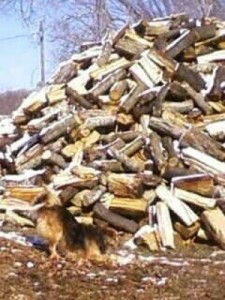 Kentucky Firewood